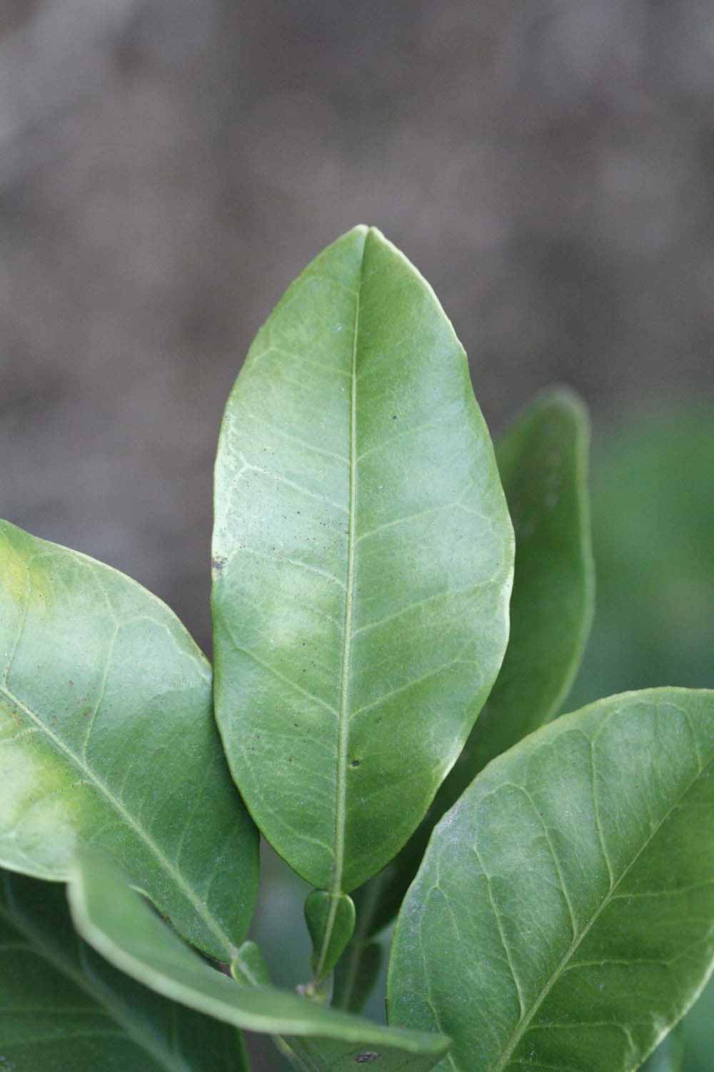            Unifoliolate leaf (Riverside, CA)   